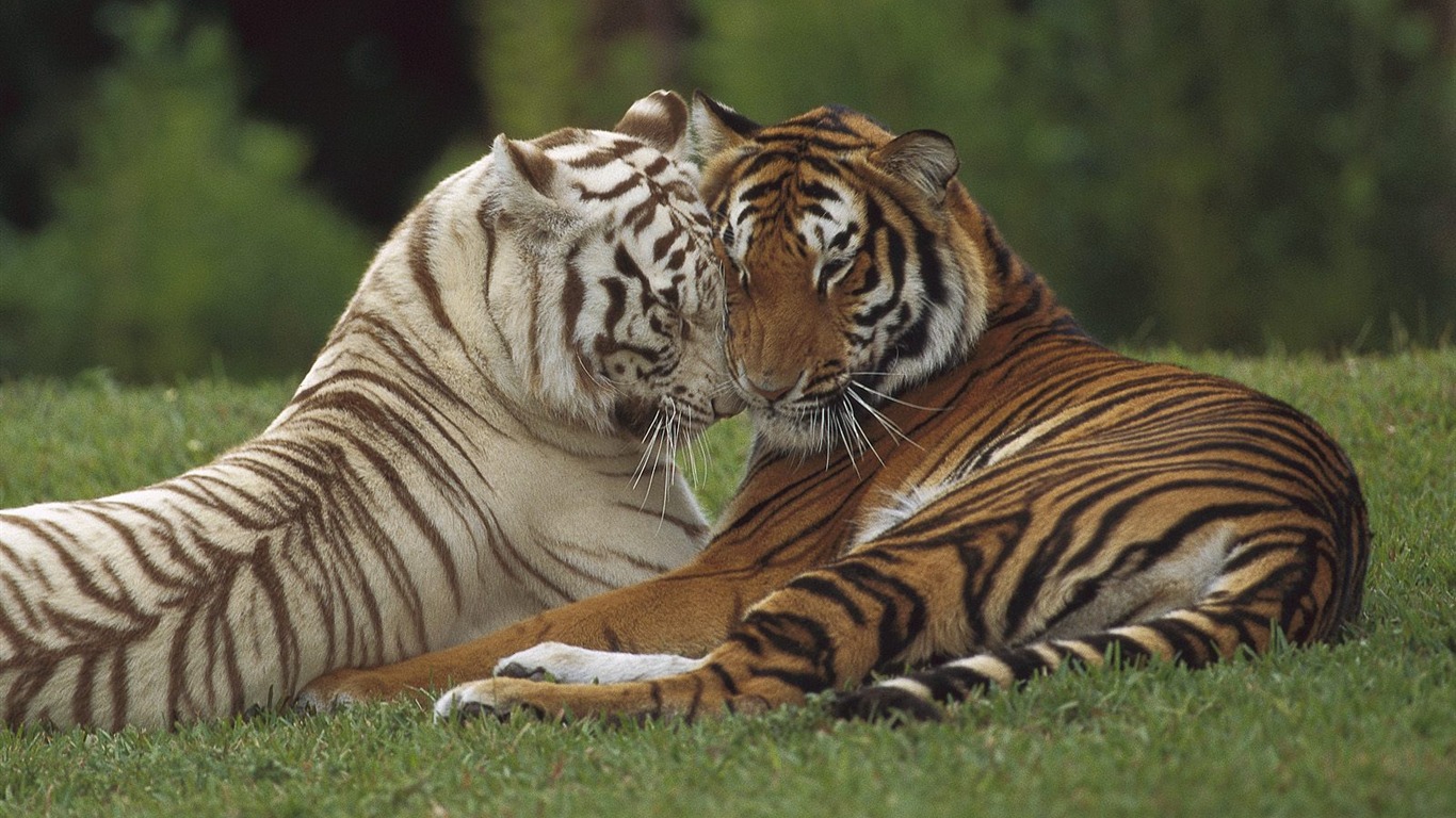 Animal Wallpaper Collection (13) #5 - 1366x768