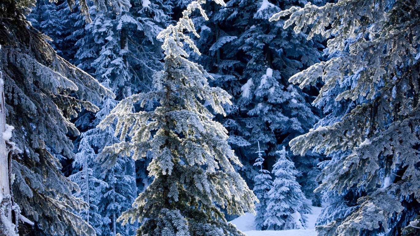 Snow widescreen wallpaper (2) #16 - 1366x768