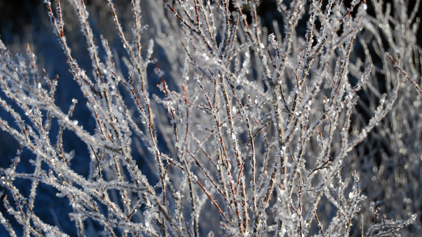 冰雪植物 壁紙專輯(二) #5 - 1366x768