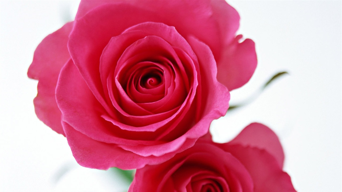 Rose Foto tapety (4) #1 - 1366x768