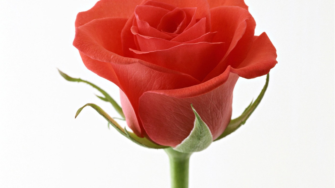 Rose Photo Wallpaper (4) #9 - 1366x768