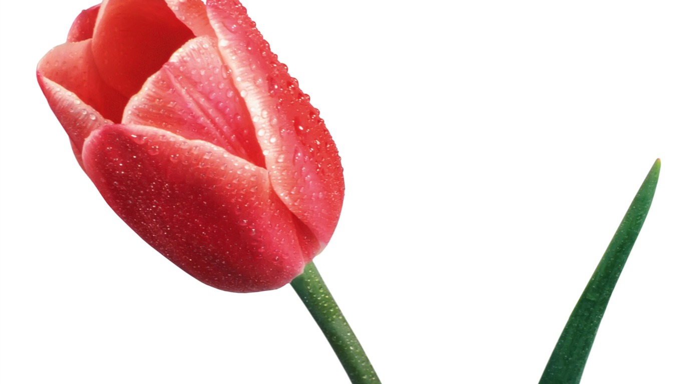 Tulip wallpaper album (1) #17 - 1366x768