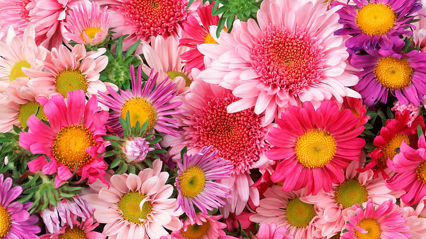 fondos de escritorio de flores con pantalla ancha de cerca (12) #1 - 1366x768