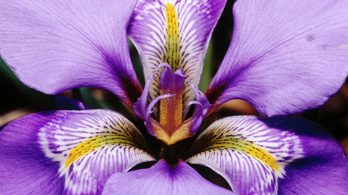 Širokoúhlý tapety květiny close-up (12) #7 - 1366x768