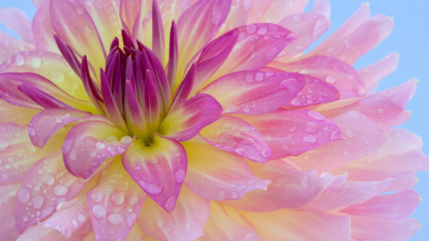fleurs fond d'écran Widescreen close-up (12) #13 - 1366x768