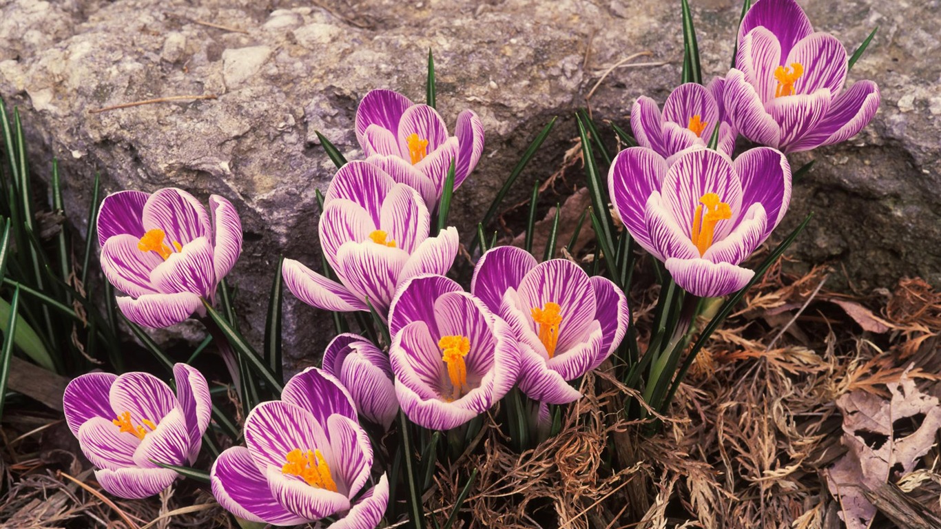 fleurs fond d'écran Widescreen close-up (12) #16 - 1366x768