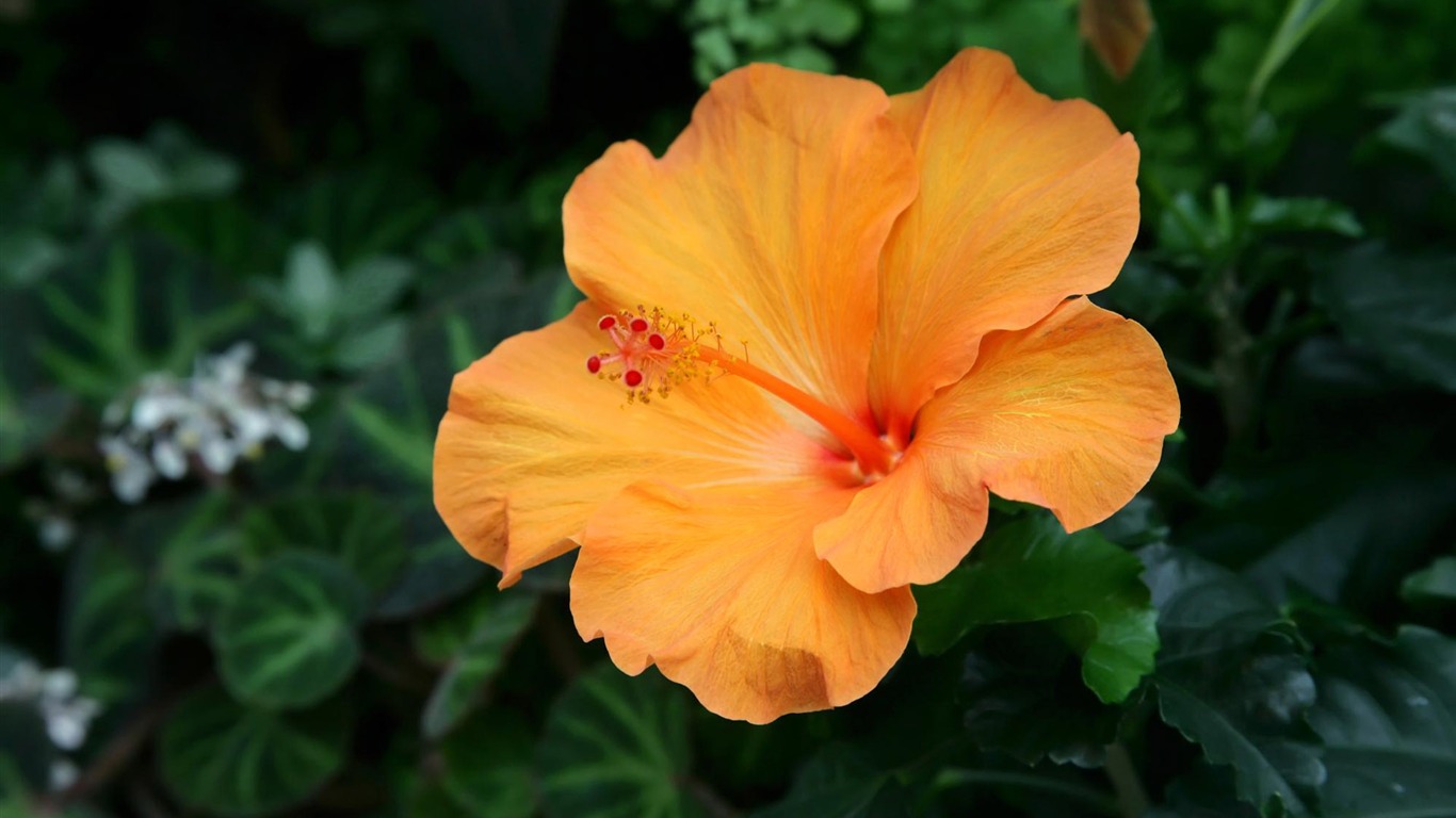 fleurs fond d'écran Widescreen close-up (12) #17 - 1366x768