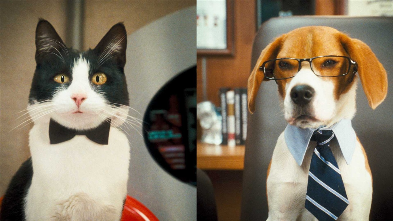 猫と犬：キティ豊富HDの壁紙の復讐 #1 - 1366x768