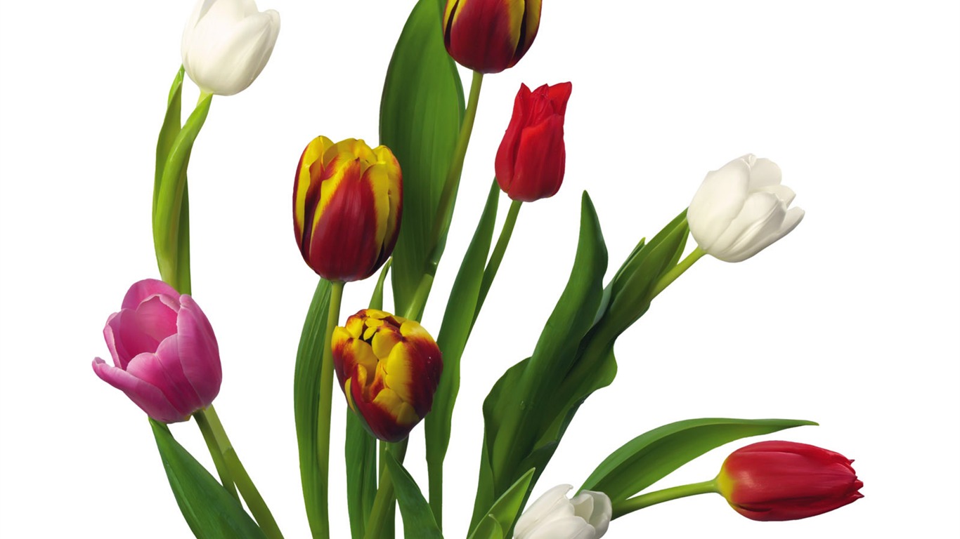 Tulip wallpaper album (2) #15 - 1366x768