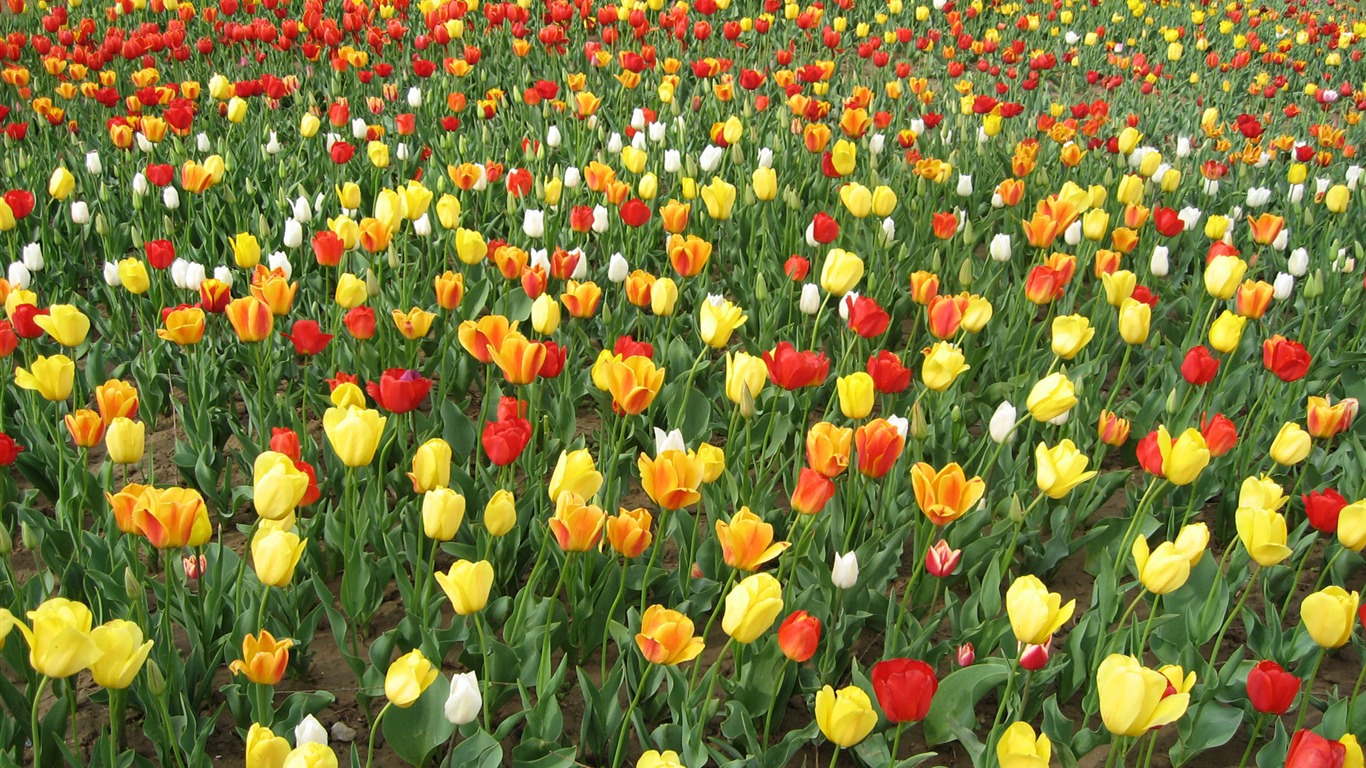 Tulip tapety album (3) #19 - 1366x768