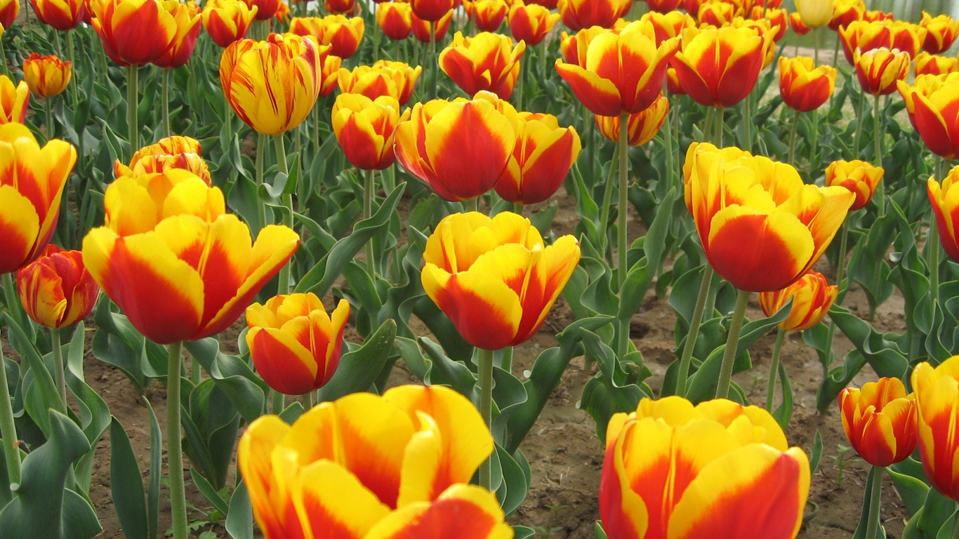 Tulip Tapete Album (5) #13 - 1366x768