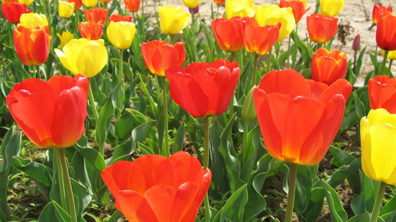 Tulip wallpaper album (6) #19 - 1366x768