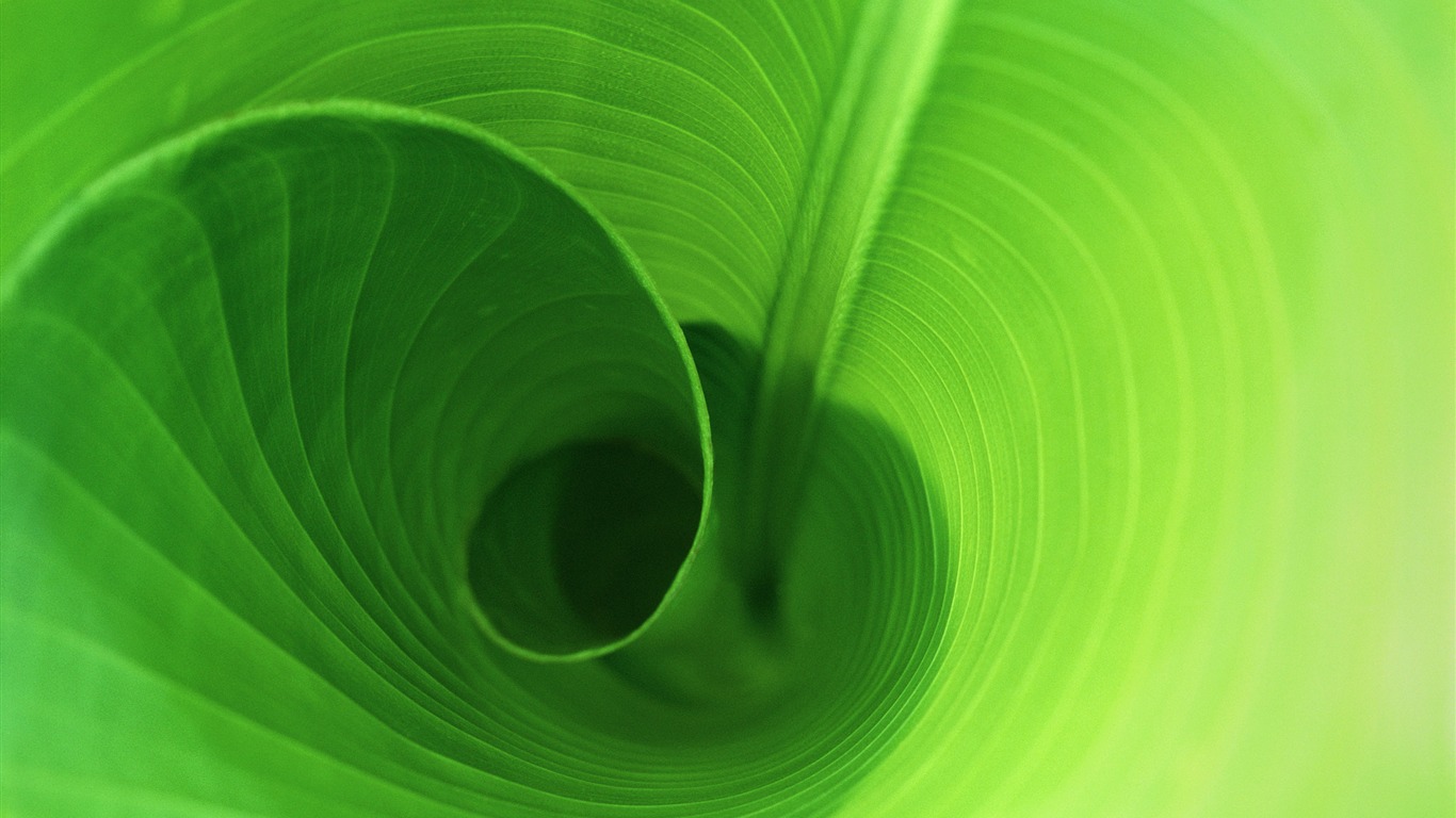 Velké zelené listy close-up květina tapety (2) #3 - 1366x768