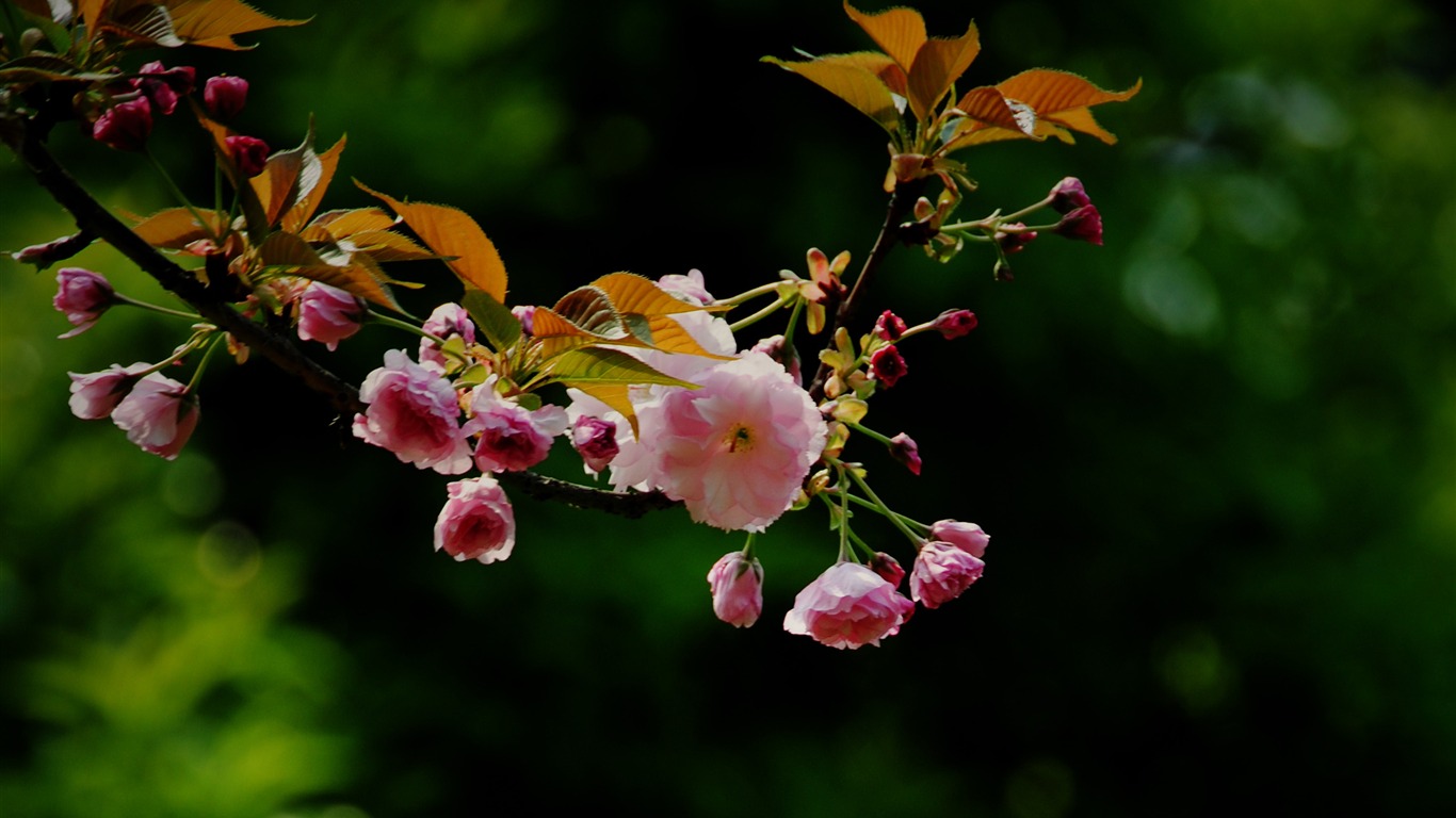 Эти цветы (Pretty в розовом 526 записей) #13 - 1366x768