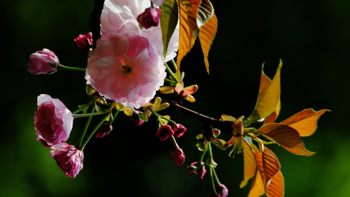 Эти цветы (Pretty в розовом 526 записей) #15 - 1366x768