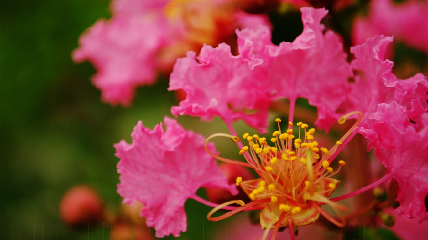 花（Pretty in Pinkで526エントリ） #1 - 1366x768