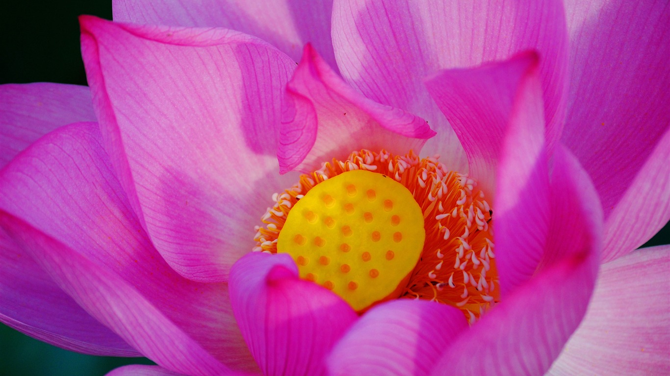 花（Pretty in Pinkで526エントリ） #18 - 1366x768