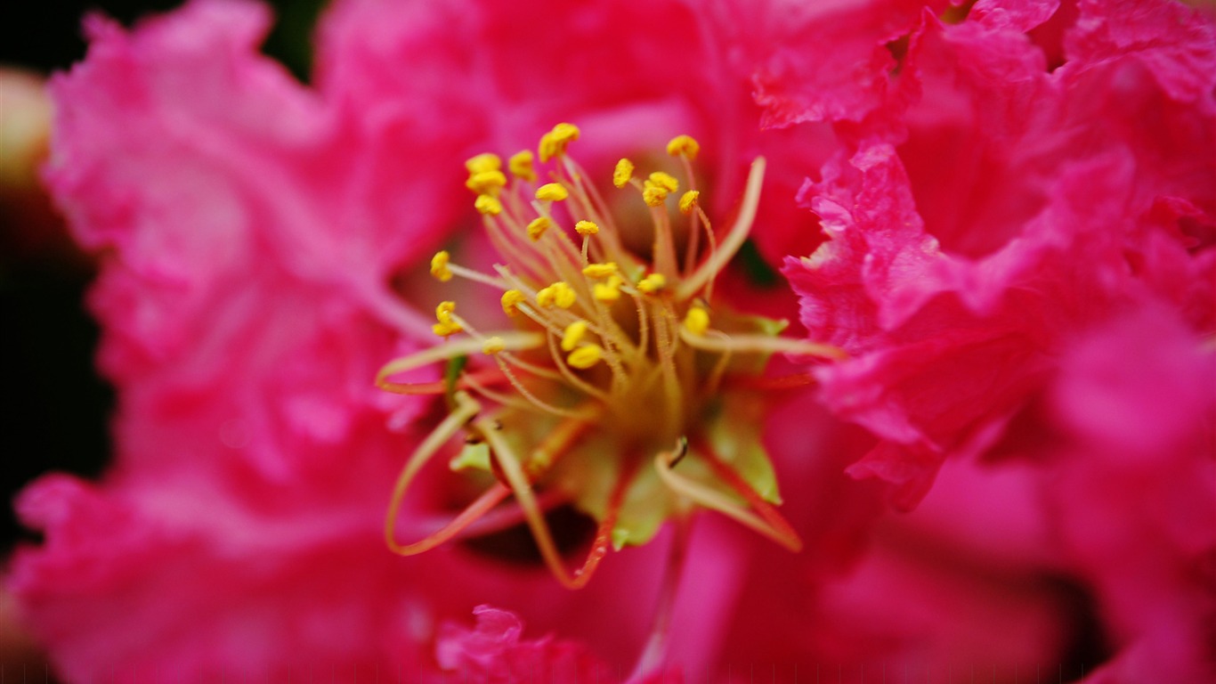 Flores (Pretty in Pink 526 registros) #19 - 1366x768