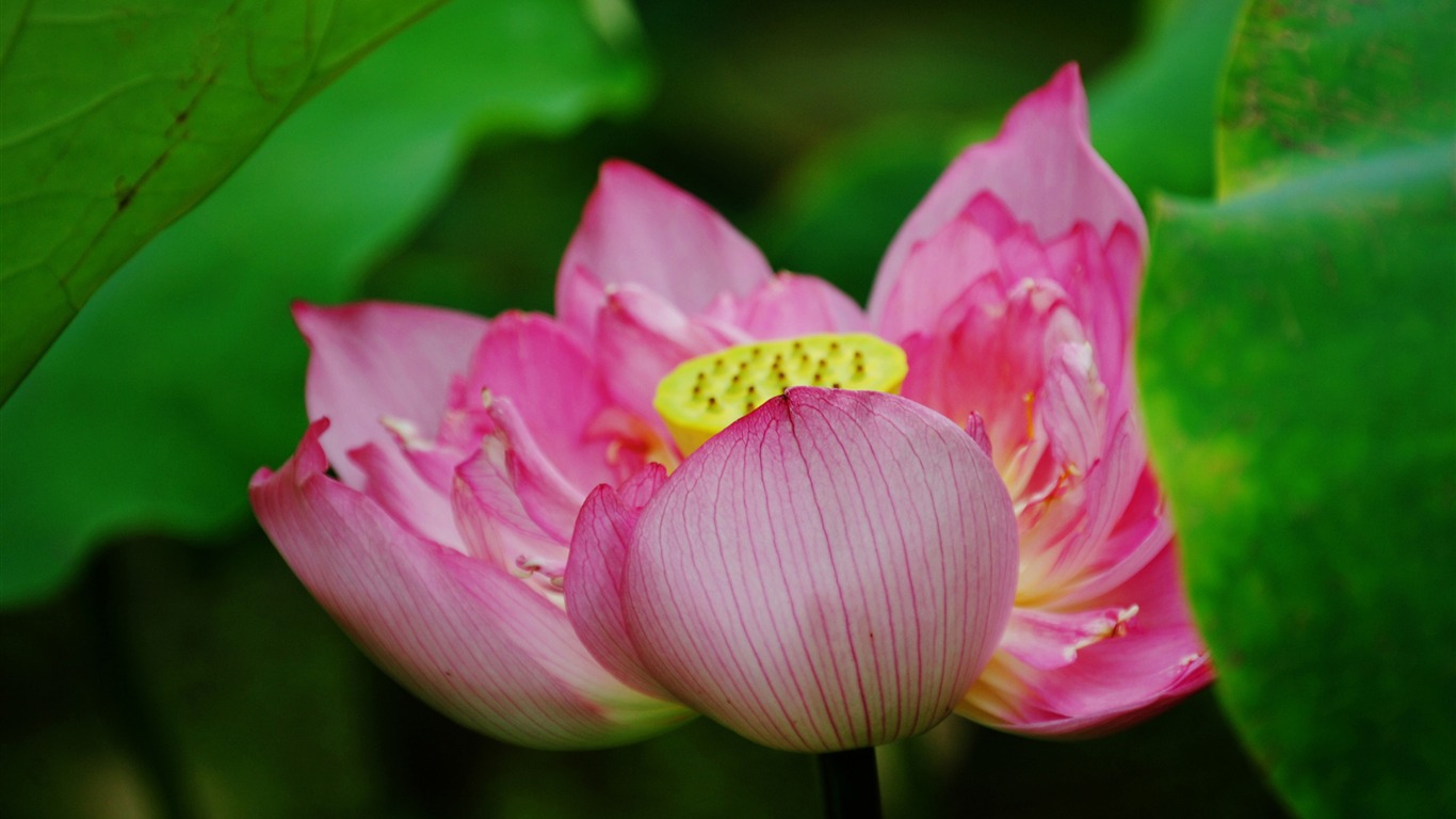 Lotus (Pretty in Pink 526 entries) #2 - 1366x768