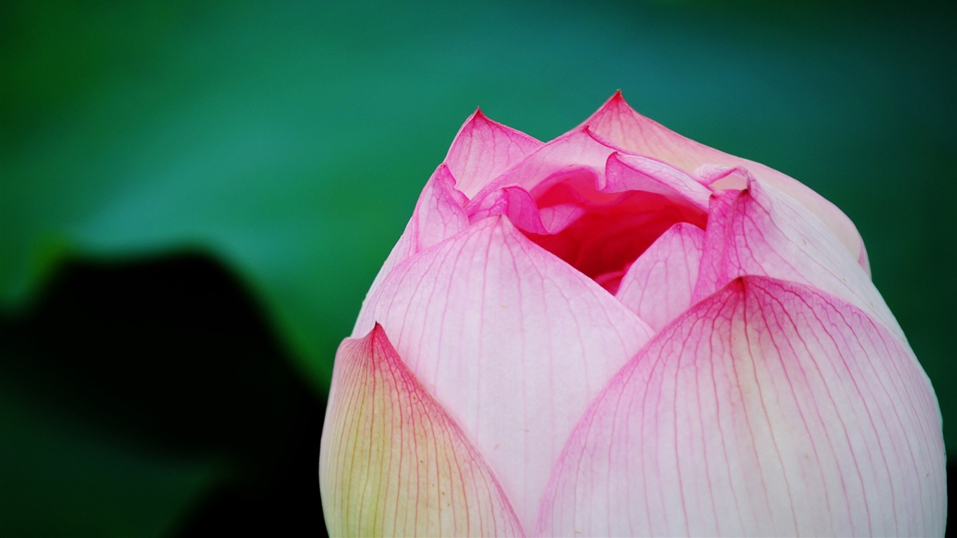 Lotus (Pretty in Pink 526 entries) #3 - 1366x768