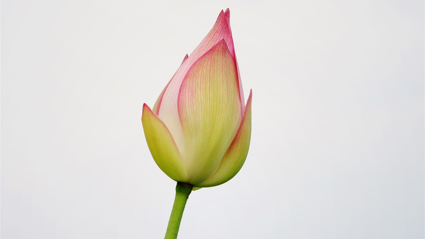 Lotus (Pretty in Pink 526 registros) #5 - 1366x768