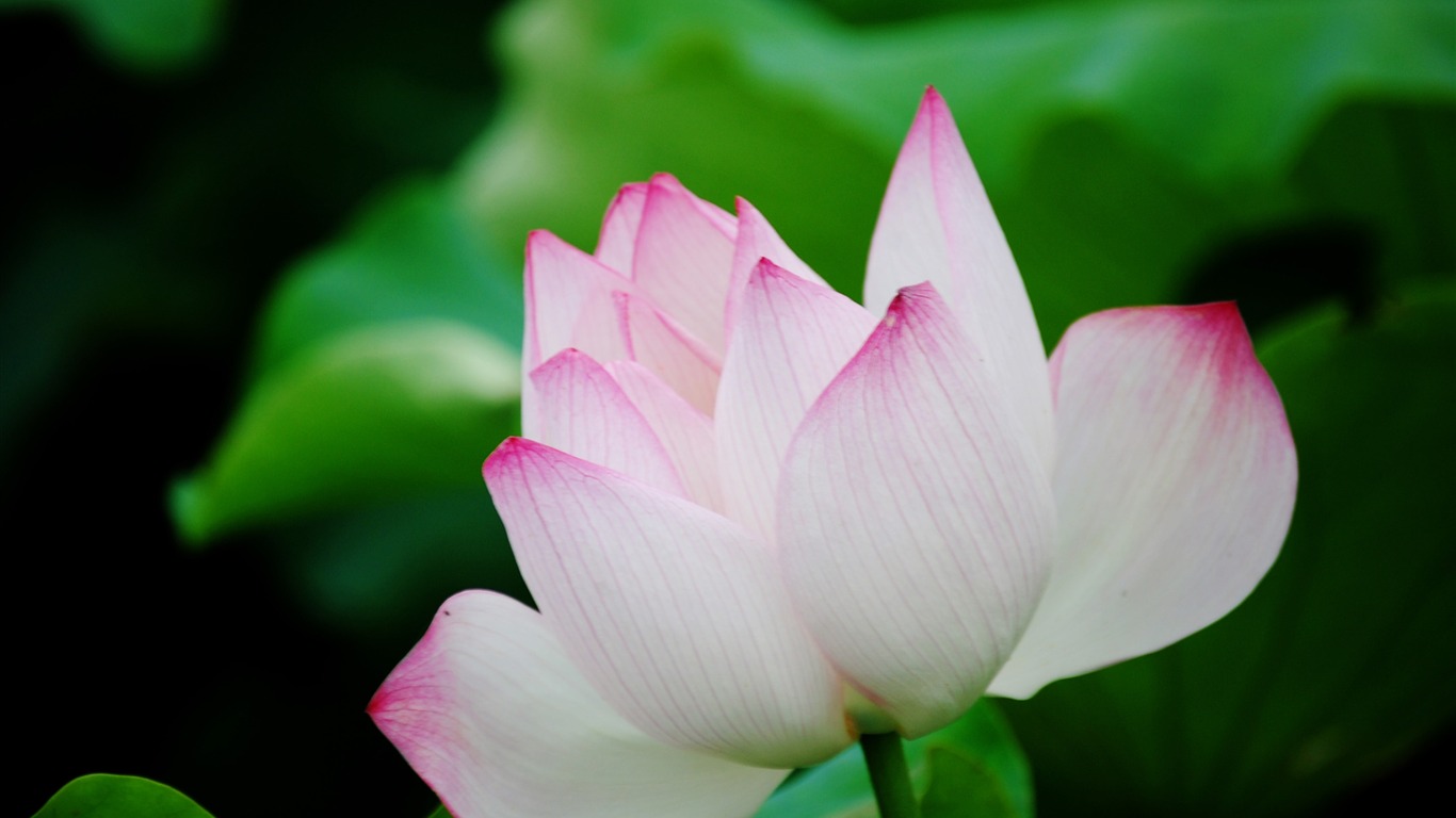 Lotus (Pretty in Pink 526 entries) #7 - 1366x768