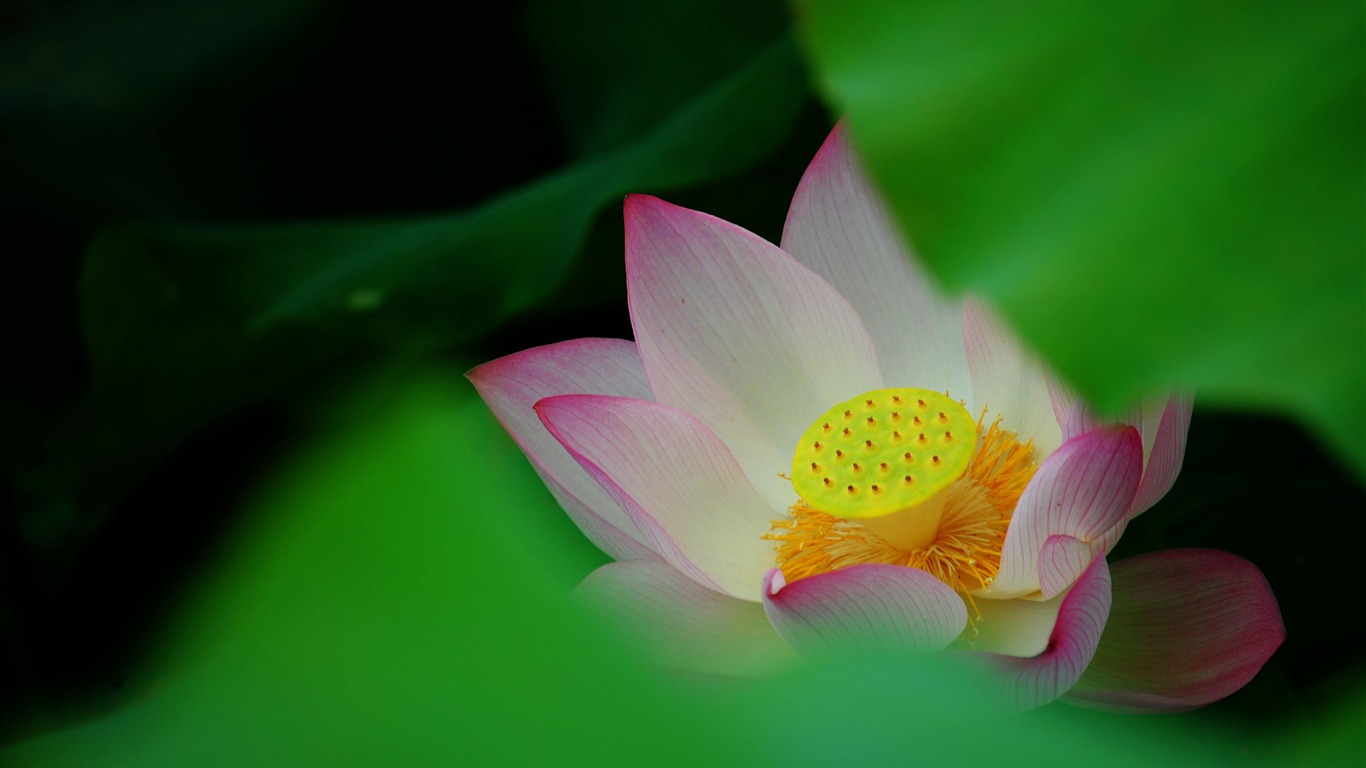 Lotus (Pretty in Pink 526 entries) #12 - 1366x768