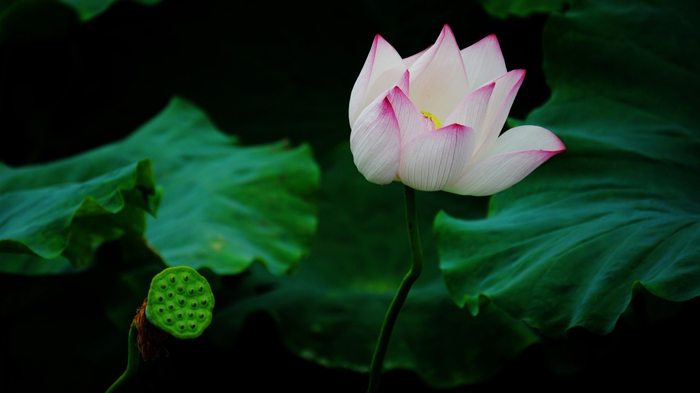Lotus (Pretty in Pink 526 registros) #15 - 1366x768