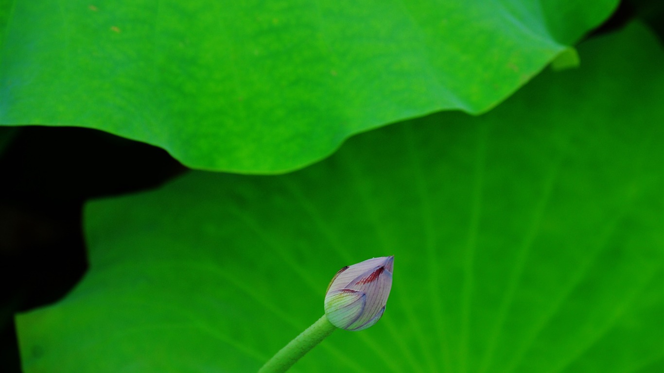 Lotus (Pretty in Pink 526 entries) #17 - 1366x768