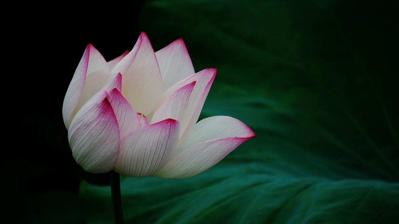 Lotus (Pretty in Pink 526 entries) #19 - 1366x768