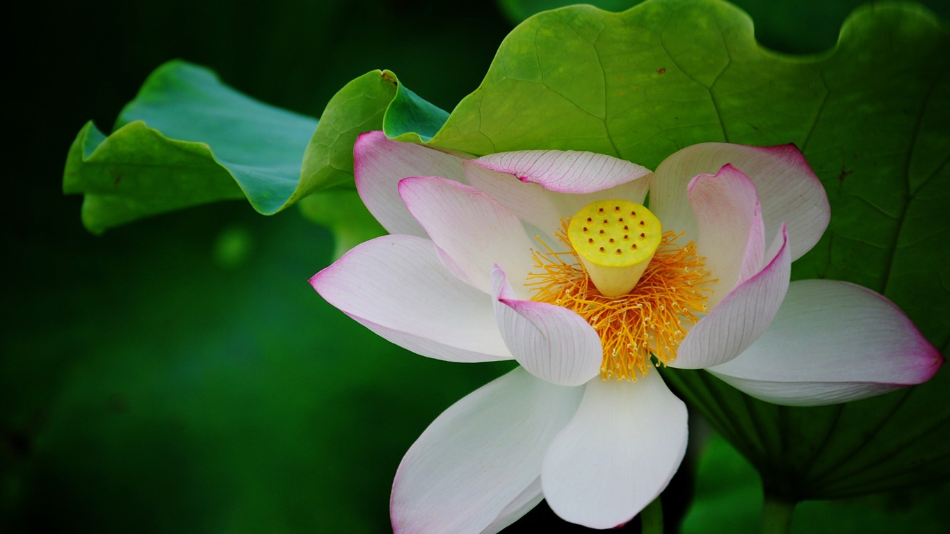 Lotus (Pretty в розовом 526 записей) #20 - 1366x768