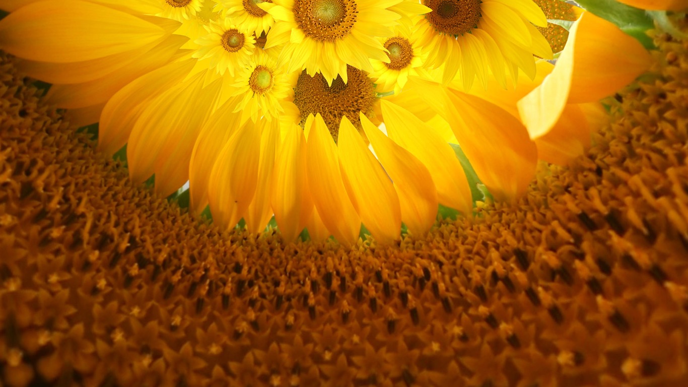 Krásné slunečnice close-up tapety (1) #6 - 1366x768
