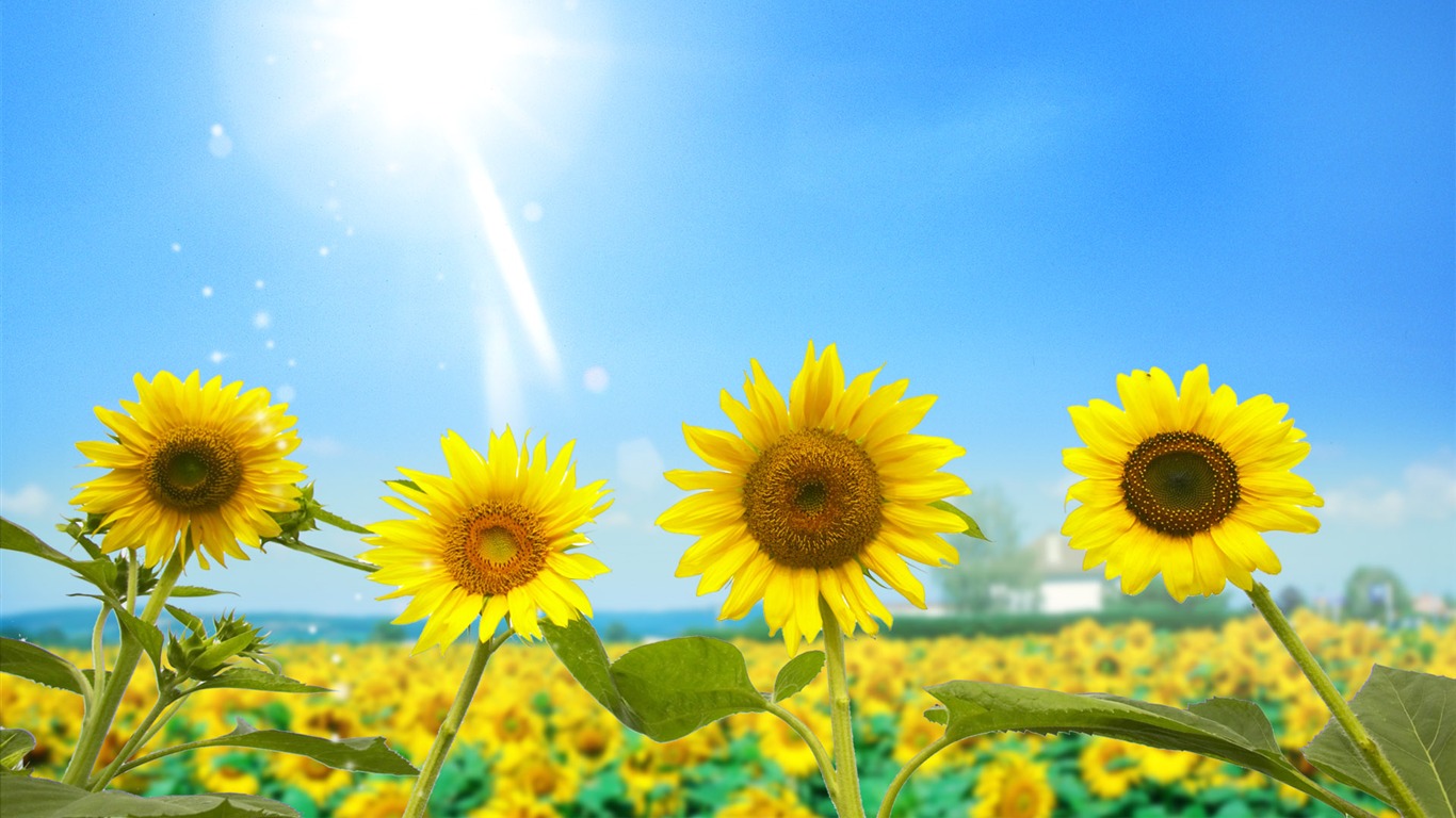 Beautiful sunflower close-up wallpaper (1) #9 - 1366x768