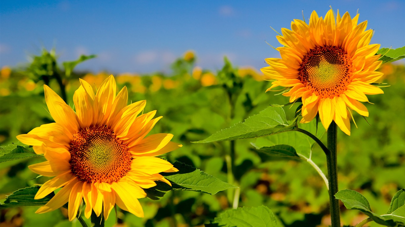 Beautiful sunflower close-up wallpaper (1) #14 - 1366x768