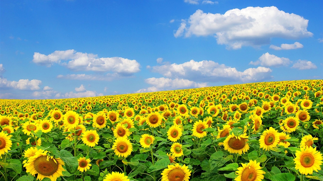 Beautiful sunflower close-up wallpaper (2) #3 - 1366x768