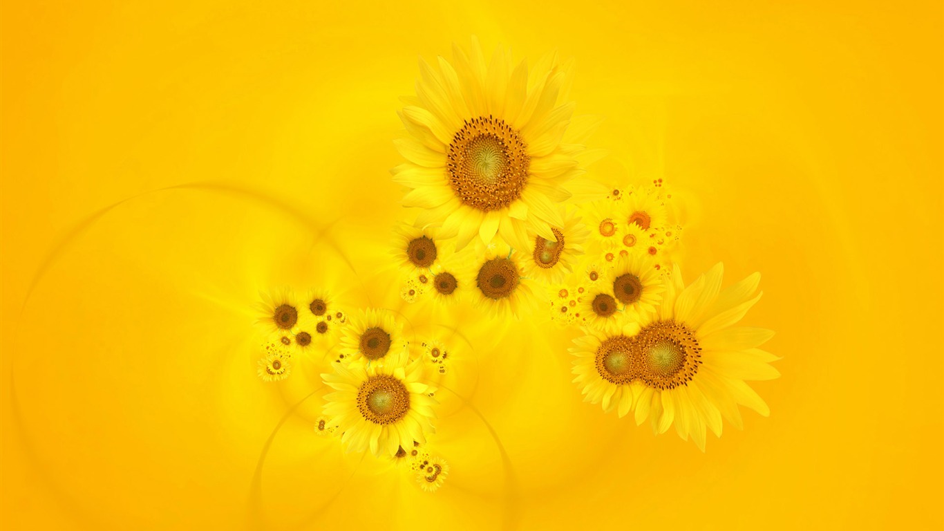 Krásné slunečnice close-up tapety (2) #5 - 1366x768