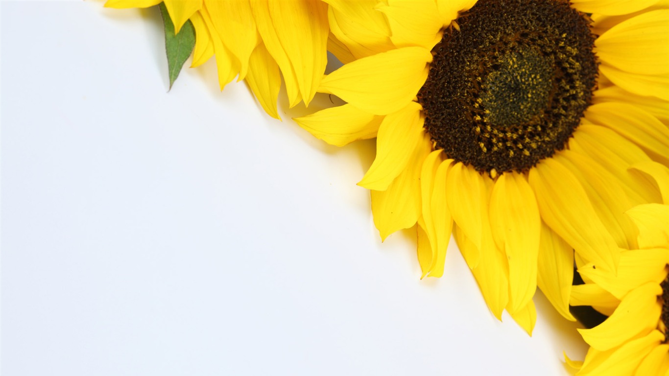 Beau fond d'écran de tournesol close-up (2) #6 - 1366x768