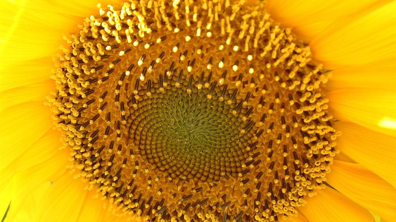 Beautiful sunflower close-up wallpaper (2) #7 - 1366x768