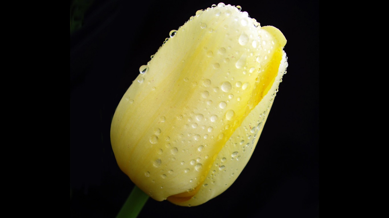 Tulip wallpaper album (8) #4 - 1366x768