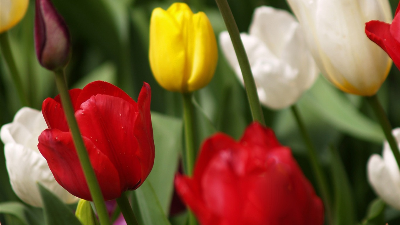 Fond d'écran album Tulip (8) #8 - 1366x768