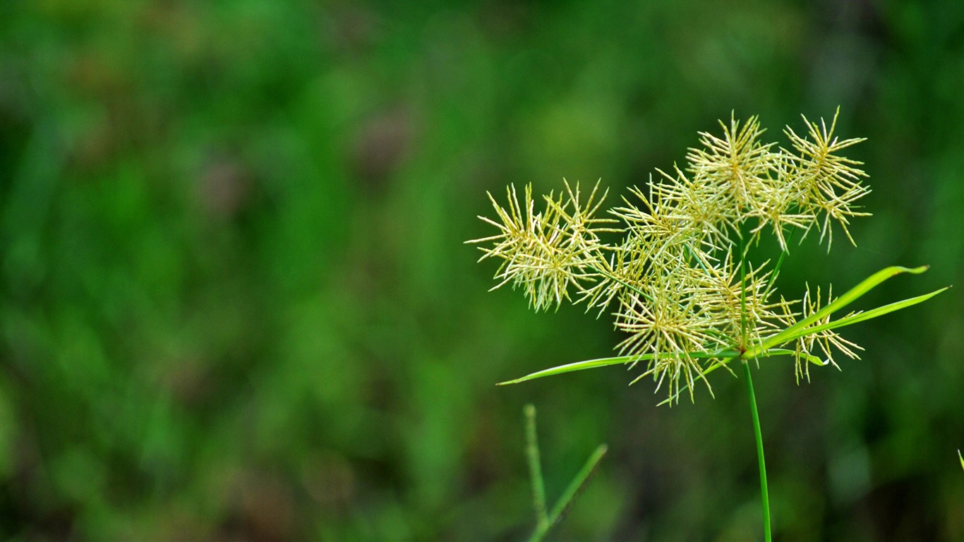 Macro flor de hierba (2) (obras genzhukou) #7 - 1366x768