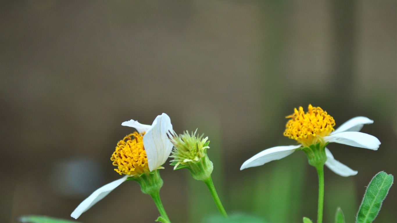 Macro flor de hierba (2) (obras genzhukou) #20 - 1366x768