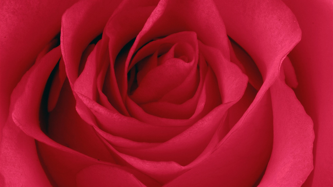 Velké Rose Foto tapety (5) #11 - 1366x768