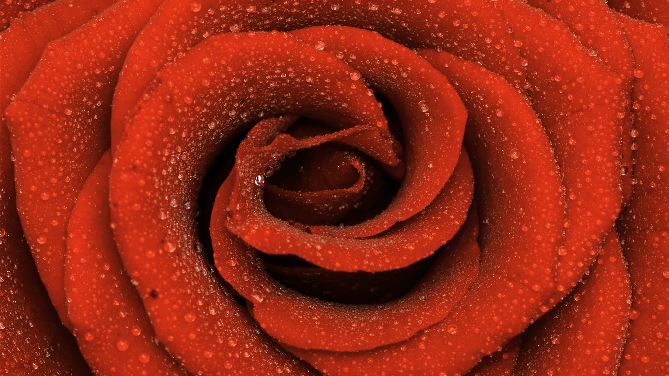 Velké Rose Foto tapety (6) #16 - 1366x768