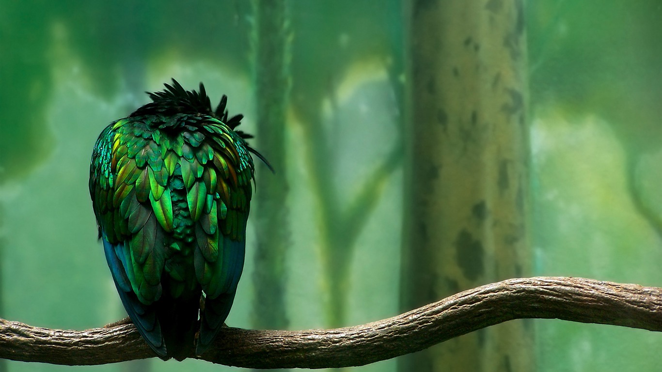 Animal Widescreen Wallpapers Collection (12) #18 - 1366x768