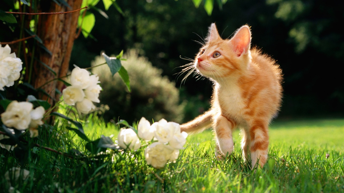 Animal Widescreen Wallpapers Collection (12) #20 - 1366x768