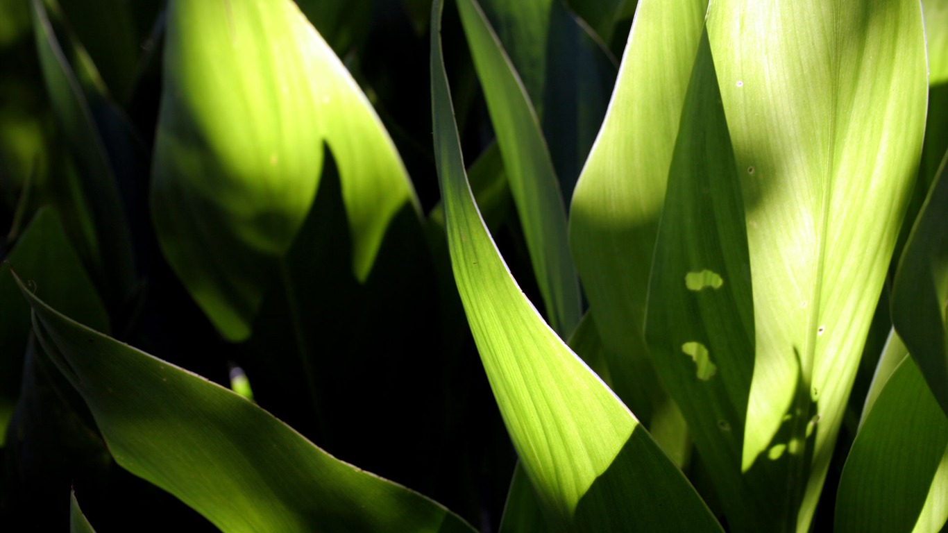 Květiny zelený list close-up tapety (2) #17 - 1366x768
