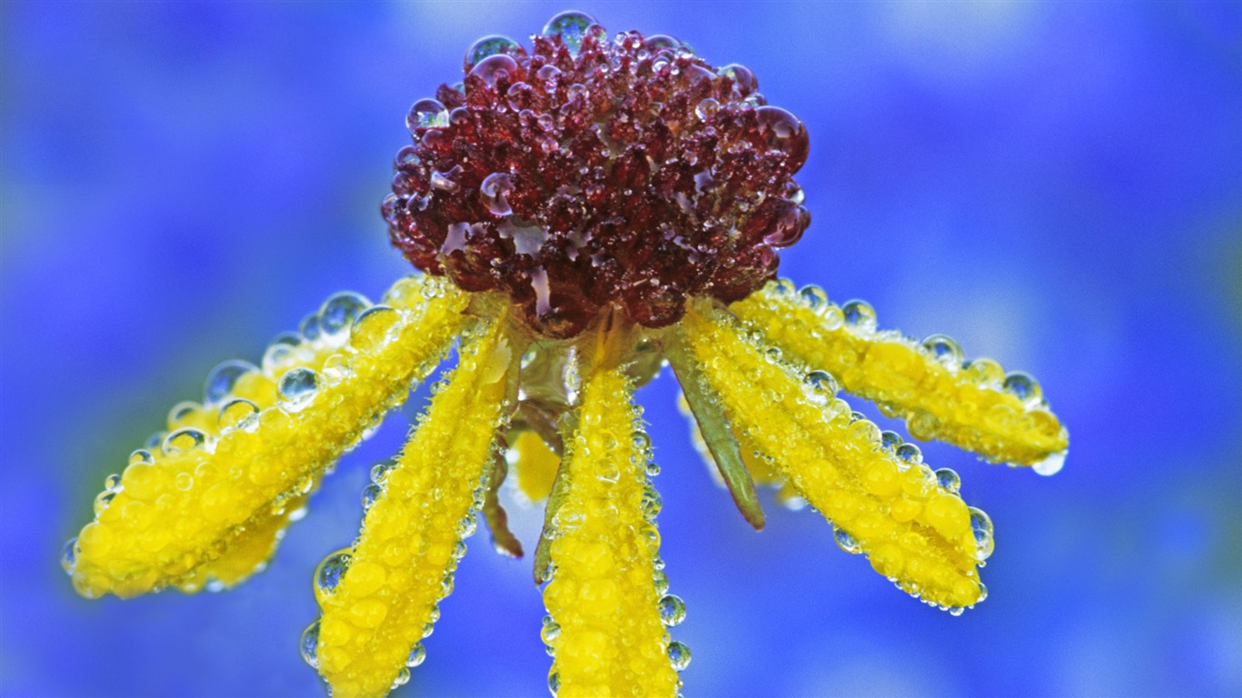 fondos de escritorio de flores con pantalla ancha de cerca (13) #14 - 1366x768