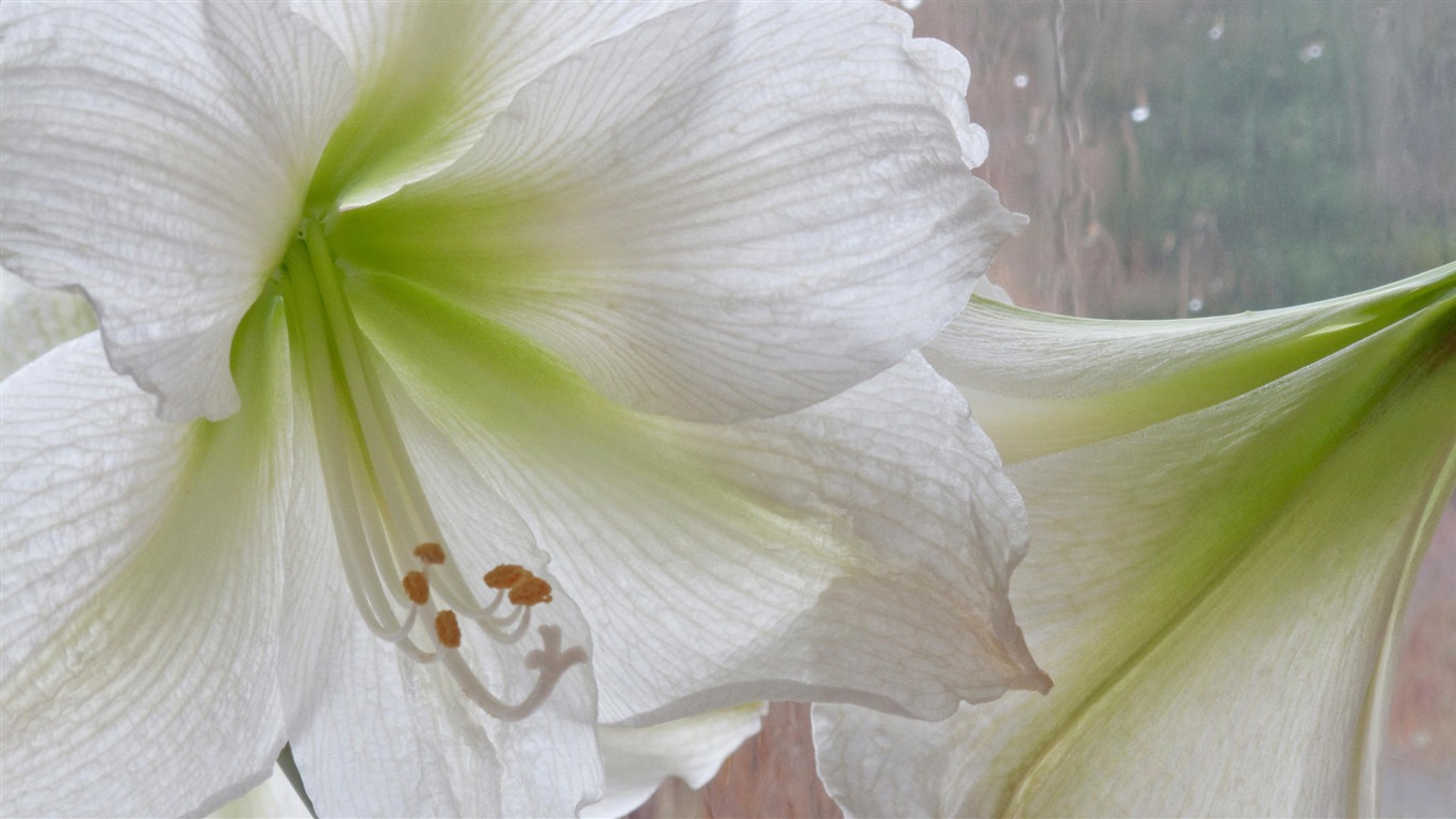 fleurs fond d'écran Widescreen close-up (14) #4 - 1366x768
