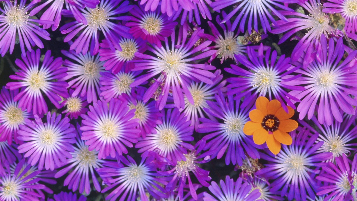 Widescreen-Wallpaper Blumen close-up (14) #5 - 1366x768